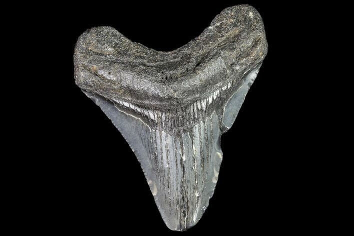 Juvenile Megalodon Tooth - Georgia #111603